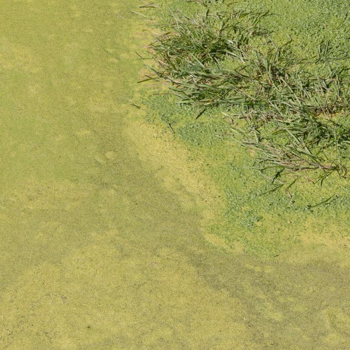 Green pool I, Carn Barrow, Cadgwith, Cornwall.