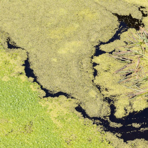 Green pool II, Carn Barrow, Cadgwith, Cornwall.