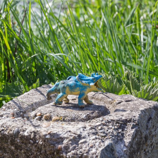 Triceratops, Mullion Cove, Cornwall.