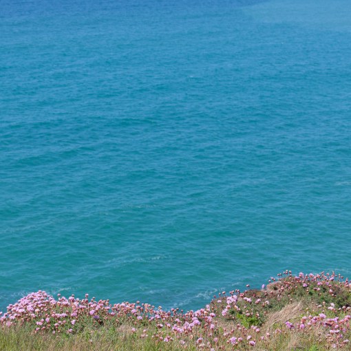 Sea Pinks, Poldu Cove, Cornwall.