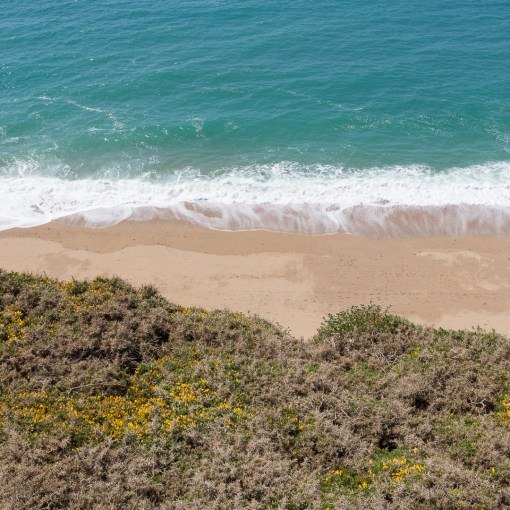 Gorse, Porthleven Sands, Cornwall.