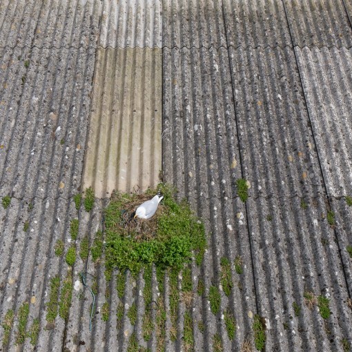 Nest, Newlyn Harbour, Cornwall.