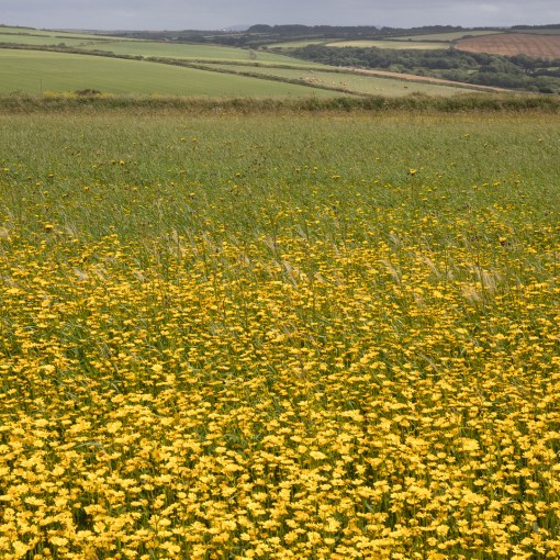 Creepinghole Point, Cornwall.