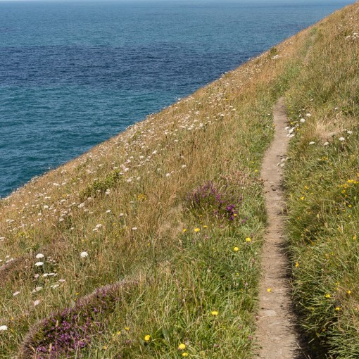 Coast path above Beeny Cliff, Cornwall.