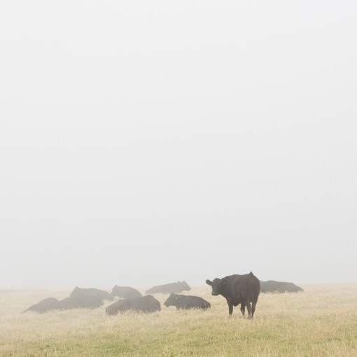 Cows, Blagdon Cliff, Devon.