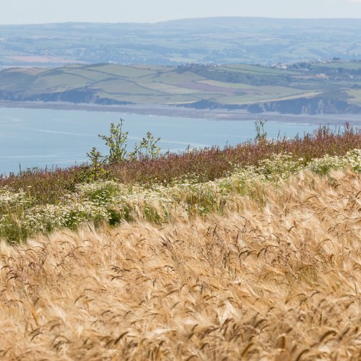 Barley field above Babbacombe cliff, Devon