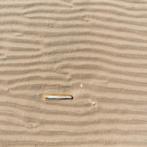 Razor shell, Saunton Sands, Devon.