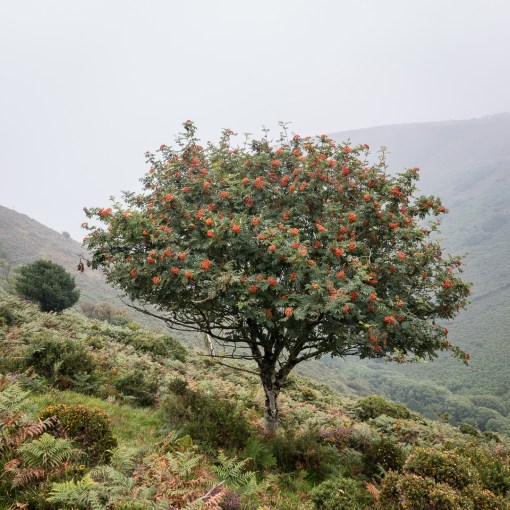 Rowan, Girt Down, Exmoor, Devon.