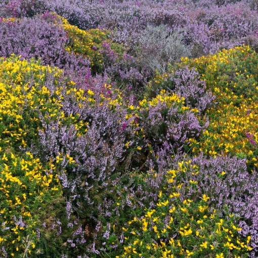 Ling Heather &amp; Gorse, Exmoor, Devon.