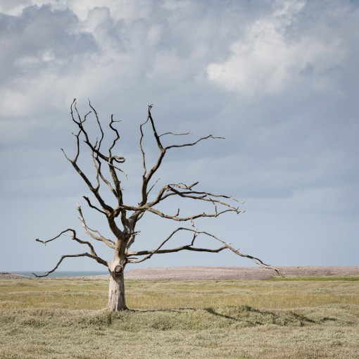 Skeletal Tree, Porlock Marshes, Somerset.