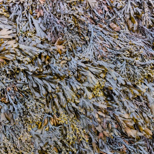 Seaweed, Gray Rock, Somerset.