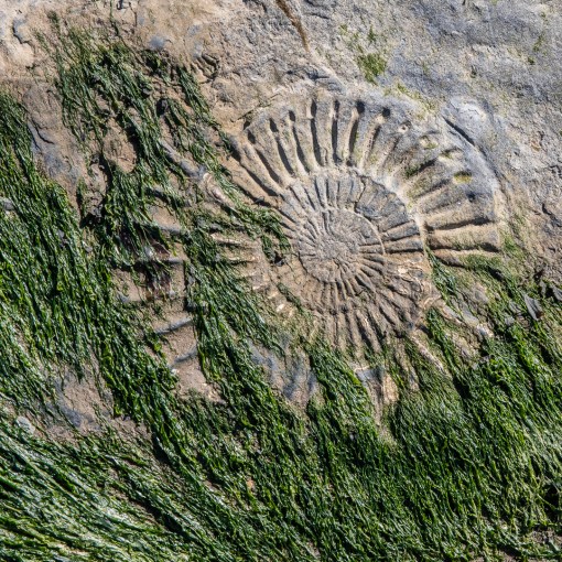 Ammonite I, Helwell Bay, Somerset.