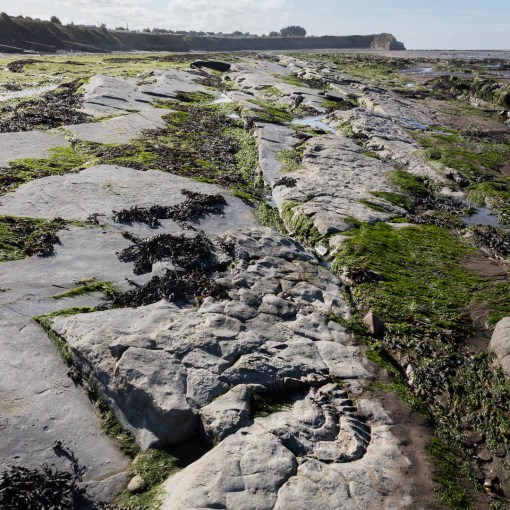 Ammonite II, Helwell Bay, Somerset.