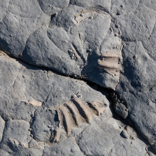 Ammonite III, Helwell Bay, Somerset.