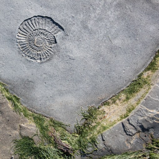 Ammonite IV, Helwell Bay, Somerset.