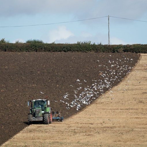 Ploughing, Walpole, Somerset.