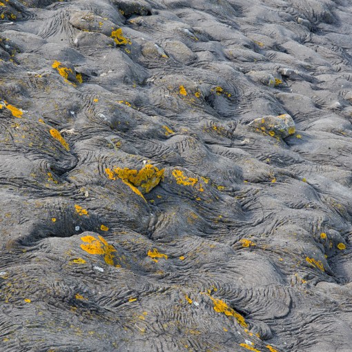 Seawall, Pawlett Level, Somerset.