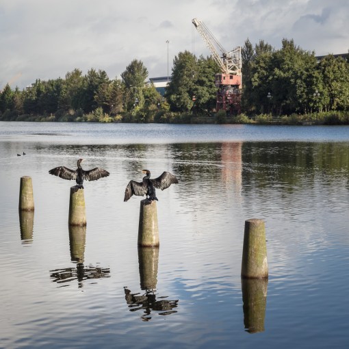Crucifixion of the cormorants. Wing-drying after rain, Atlantic Wharf, Cardiff.