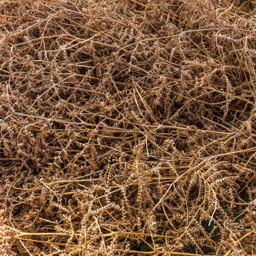 Autumn Bracken, Ogmore-by-Sea, Glamorgan.