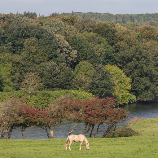 Ogmore River, Glamorgan.