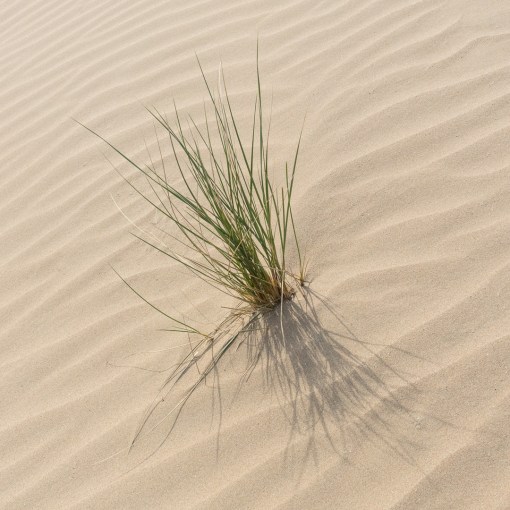 Merthyr Mawr Dunes III, Glamorgan.