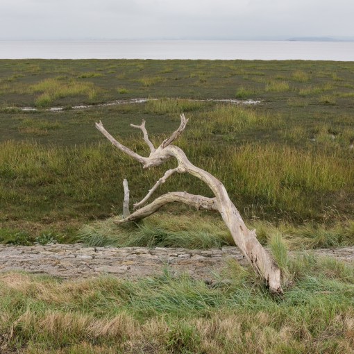 Roggiett Moor, Gwent.