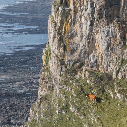Climbing Cow, Pwlldu Head, Gower, Glamorgan.
