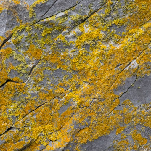 Lichen I, Culver Hole, Gower, Glamorgan.