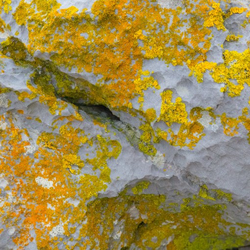 Lichen II, Culver Hole, Gower, Glamorgan.