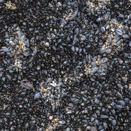 Mussels on Worm’s Head causeway, Gower, Glamorgan.