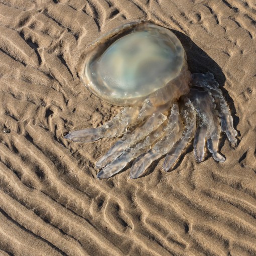Barrel jellyfish, Whiteford Sands, Gower, Glamorgan.