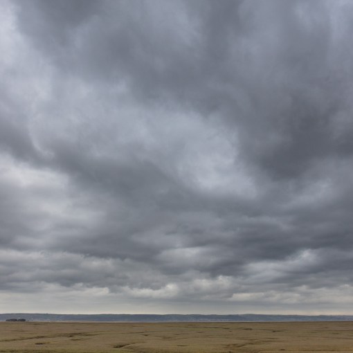 Copse on Berges Island &amp; Llanrhidian Marsh, Gower, Glamorgan.