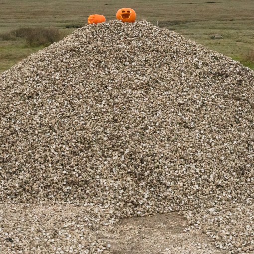 Halloween on Cockle shells, Crofty, Gower, Glamorgan.