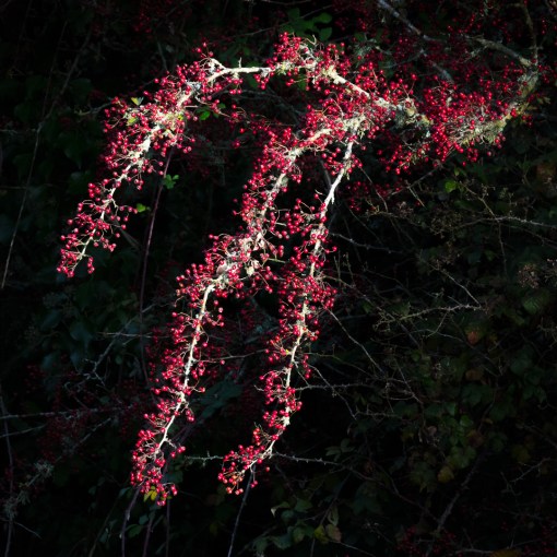Hawthorn berries, Kidwelly Quay, Dyfed.