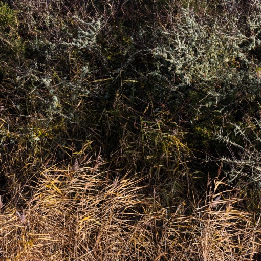 Reeds, Kidwelly Canal, Dyfed.