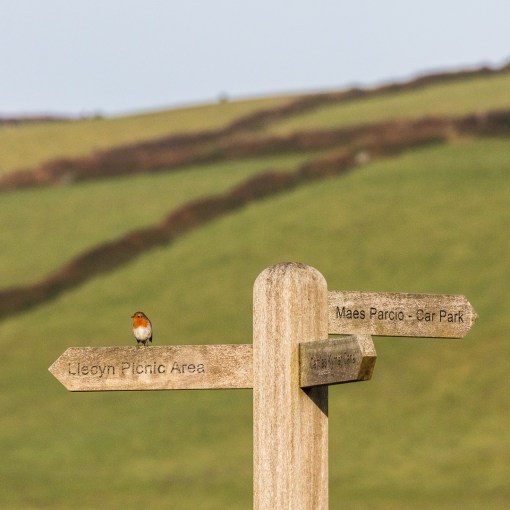 Robin, Kidwelly Quay, Dyfed.