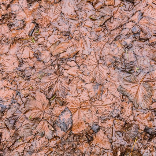 Liquid leaves, Llansteffan, Gwent.