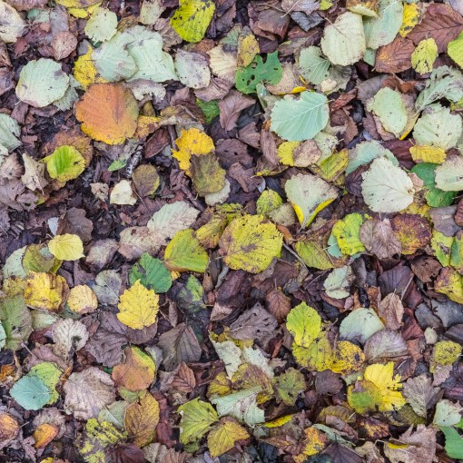 Fallen leaves, Llansteffan, Gwent.