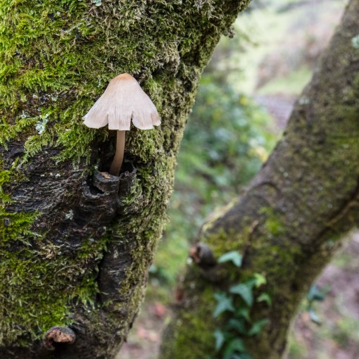 Wharley Point, Gwent.