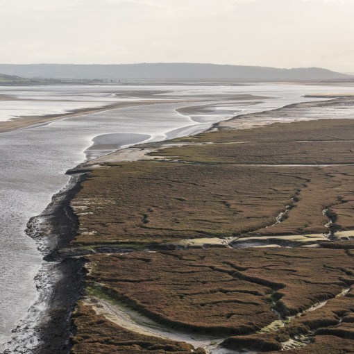 East marsh, Laugharne, Dyfed.