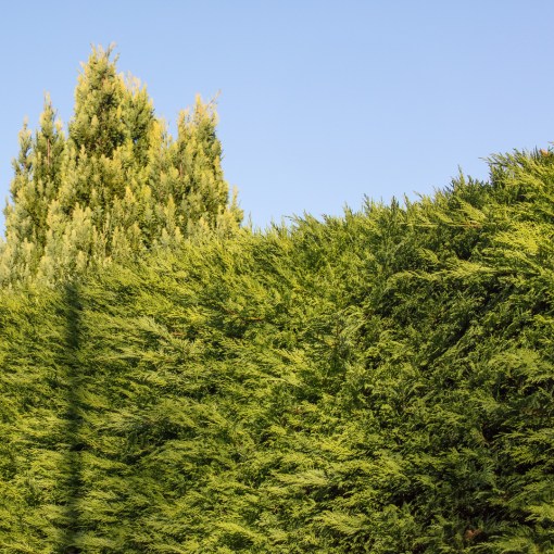 Telegraphed, Saundersfoot, Dyfed.