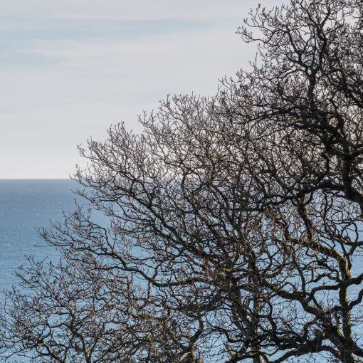 Leafless, Carmarthen Bay, Dyfed.