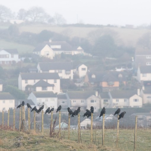 Jackdaws, Penally, Dyfed.