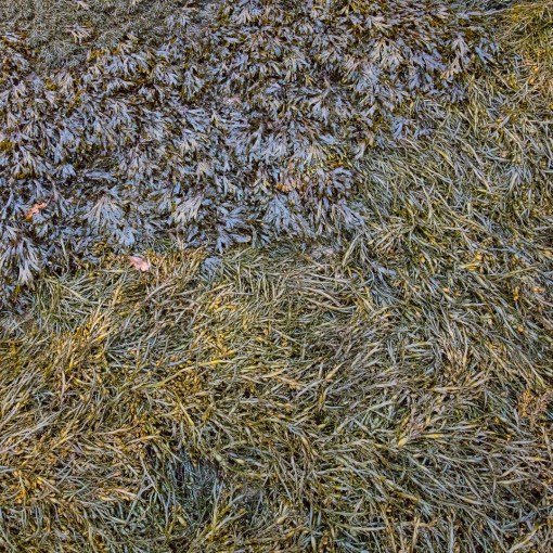 Seaweed, Sandy Haven Pill, Pembrokeshire.
