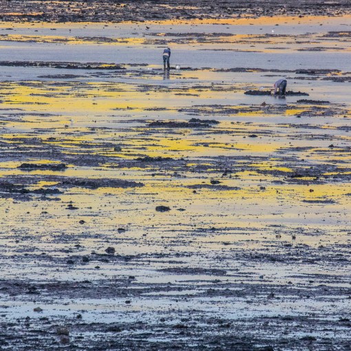 Digging for bait, Gann Beach, Pembrokeshire.